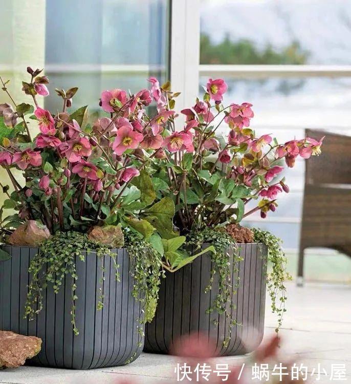 名字土掉渣、开花却很漂亮的8种花,你家养过几种?