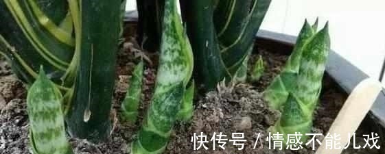 盆栽|什么阿司匹林、维生素都不如“1块它”,掰碎扔盆里,壮根挤破盆