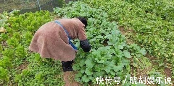 水果|曾是皇室贡品,含钙量居水果之首,如今却被认为是种植骗局