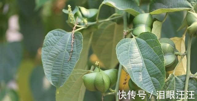 红皮|早上空腹吃花生养胃,或许还有这2个“好处”,你还不知道吧?