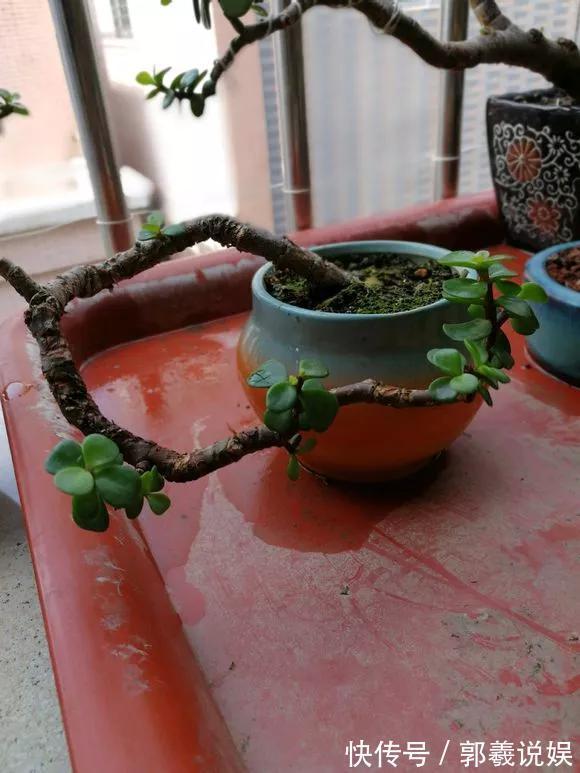 金枝玉叶|适合客厅养的5种“耐旱花”,30天不浇水也能爆盆,漂亮大气