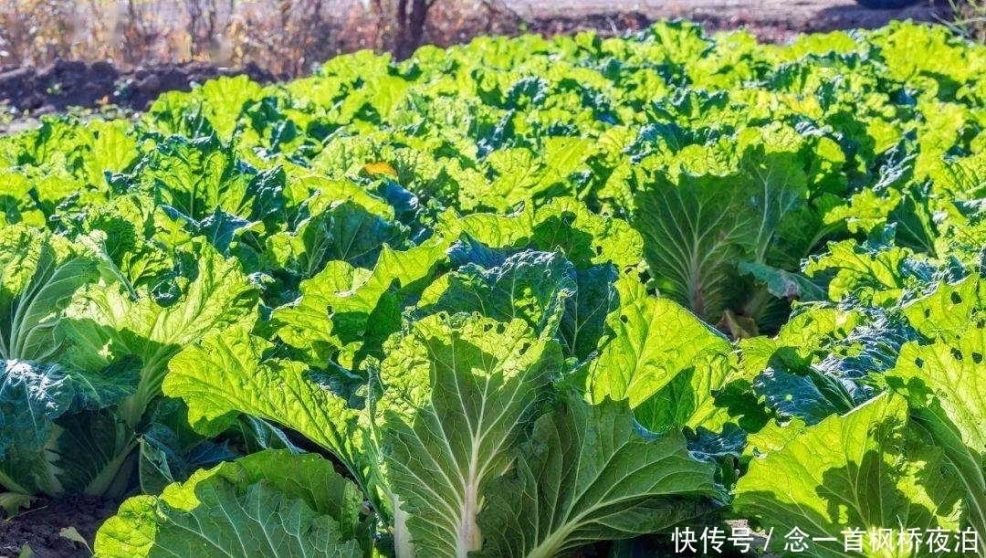 想有个菜园,余生低头种菜,抬头看花...