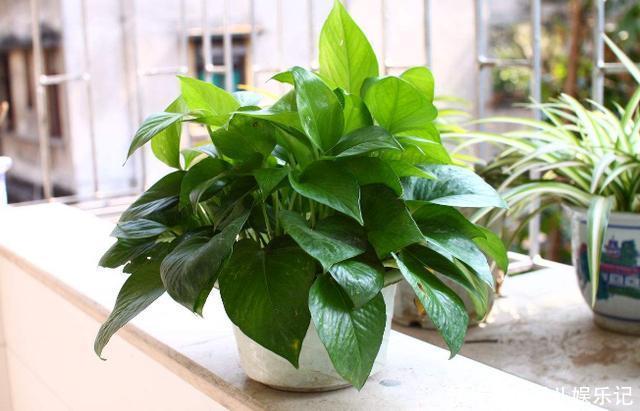 厕所|家里养这10样植物，摆放位置得讲究点，不然一盆都留不住