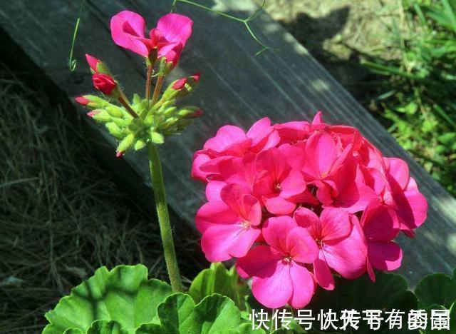 进入八月,6种花要多晒太阳,越晒花朵娇艳,开花越勤