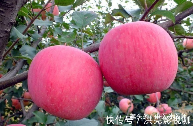 苹果|晚上吃苹果，对健康是利是弊很多人不清楚，为了健康应了解清楚