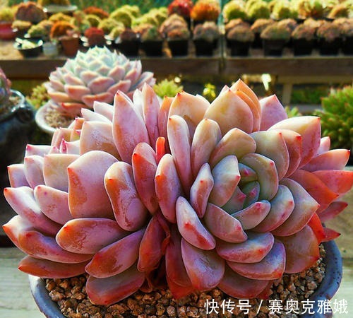 盘点8款胖多肉，颜值高好养护，喜欢多肉一定别错过！