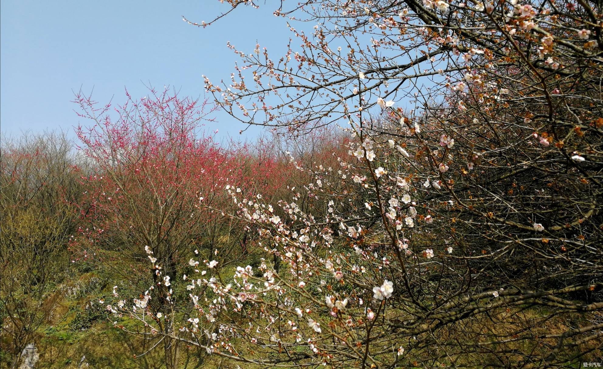 重游大坪山