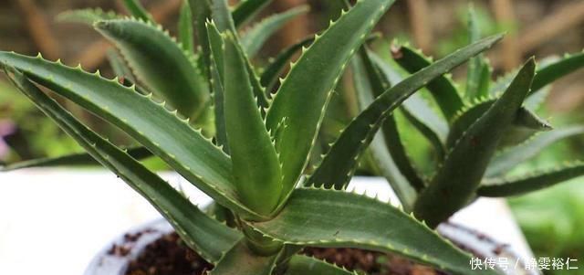 这两种植物养得好,稍微注意就能养出老桩来价值高气势好