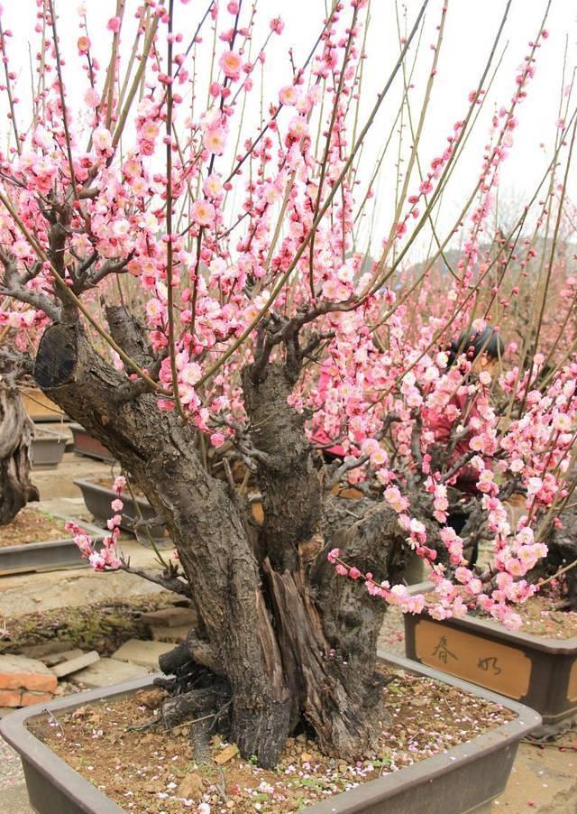 古代|5种吉利花,是古代人的“富贵花”,能活几百年,富贵又吉利