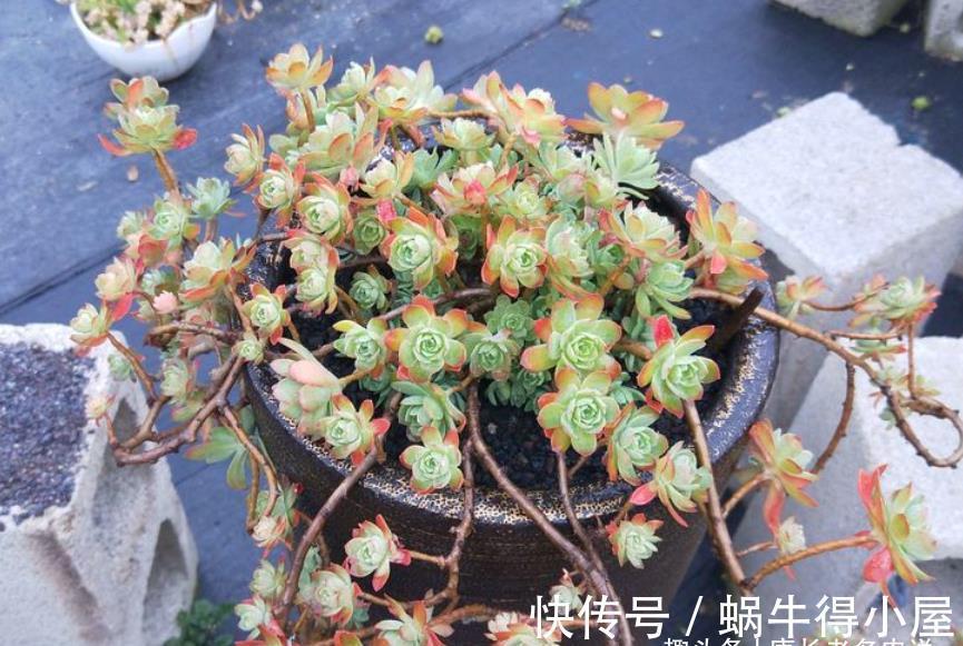 化妆|多肉薄化妆老桩怎么上盆?按这些步骤走起来,服盆后就会很美