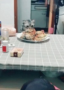 |搞笑GIF：妹子 有斑马线你们不 非要去翻护栏 这下尴尬了吧