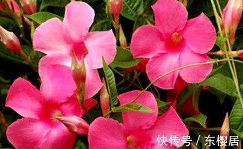 月季|农历7月16日开始,养花养个耐看的,又美又香,适合阳台盆栽