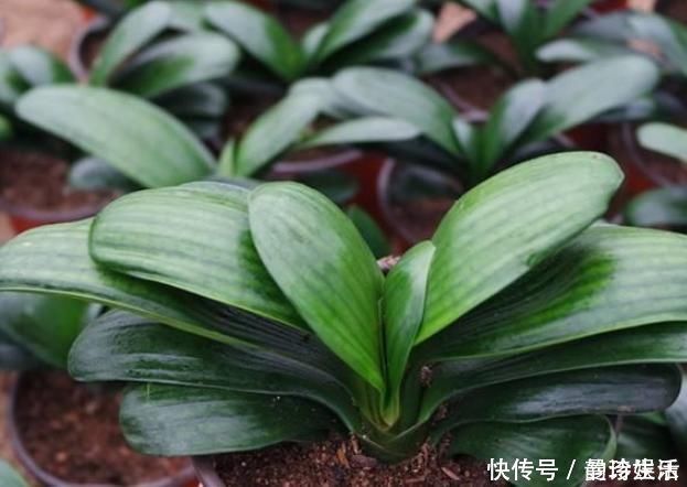 小技巧|黄豆、豆渣养花有“技巧”，这样处理一下，效果比花肥强，很实用