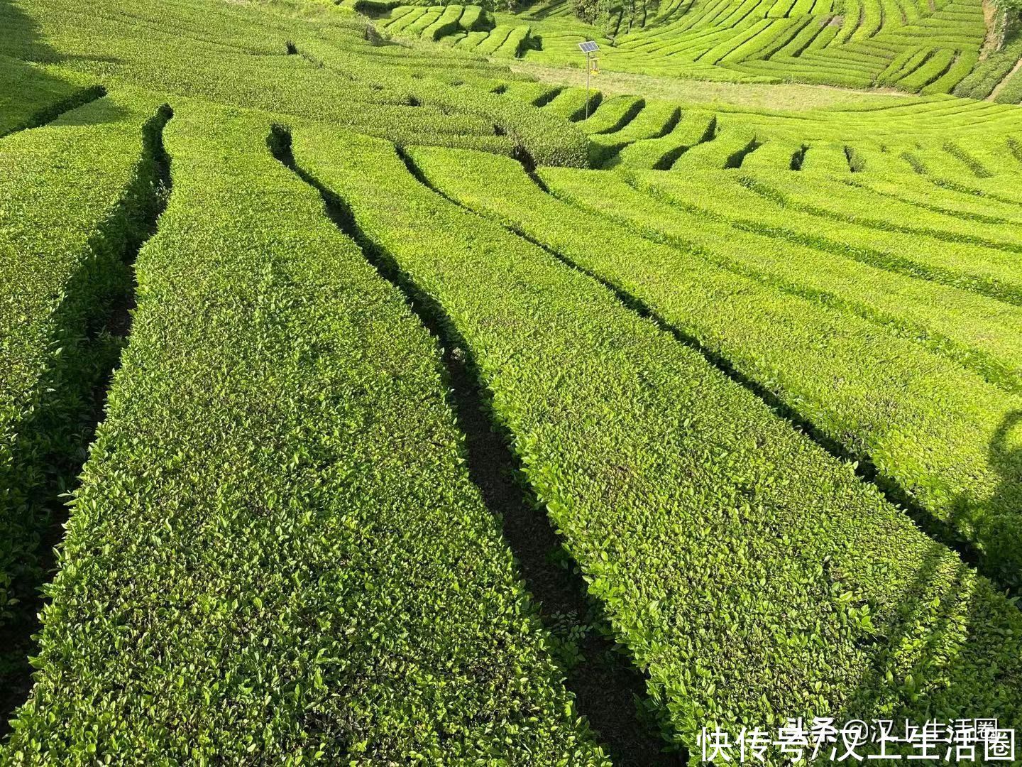 山里人家说：高山出云雾，云雾出好茶，南郑太子营有一个美丽传说