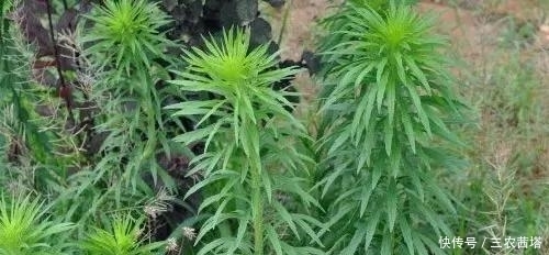 老中医|农村有几类野草,一个比一个出名,老中医最是喜爱!