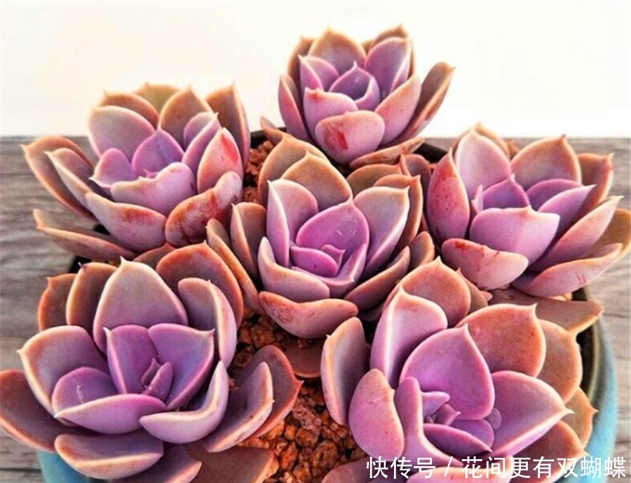 多肉紫珍珠不但容易养成老桩,学会3妙招,还能饱满肥厚粉紫高贵