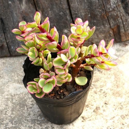 生命力顽强的多肉,新手可以试试,不用担心养不好