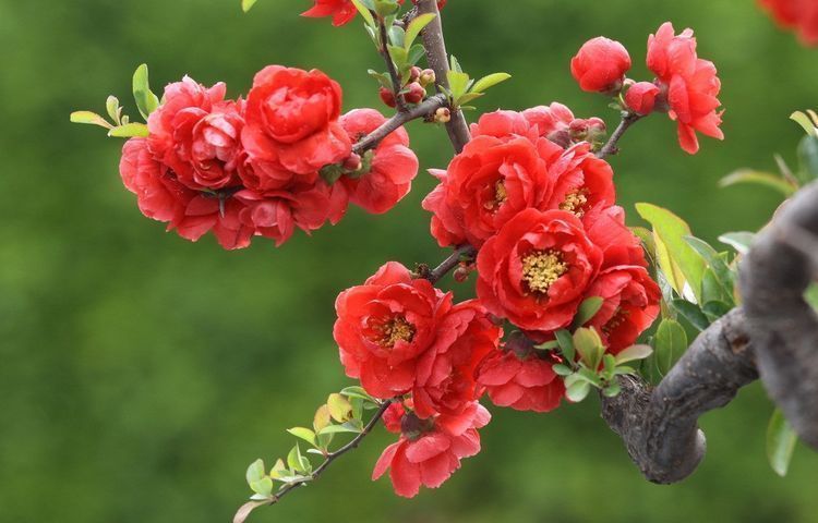 海棠花|此花自古以来就是名贵的花卉,而且雅俗共赏,所代表的是潇洒和美