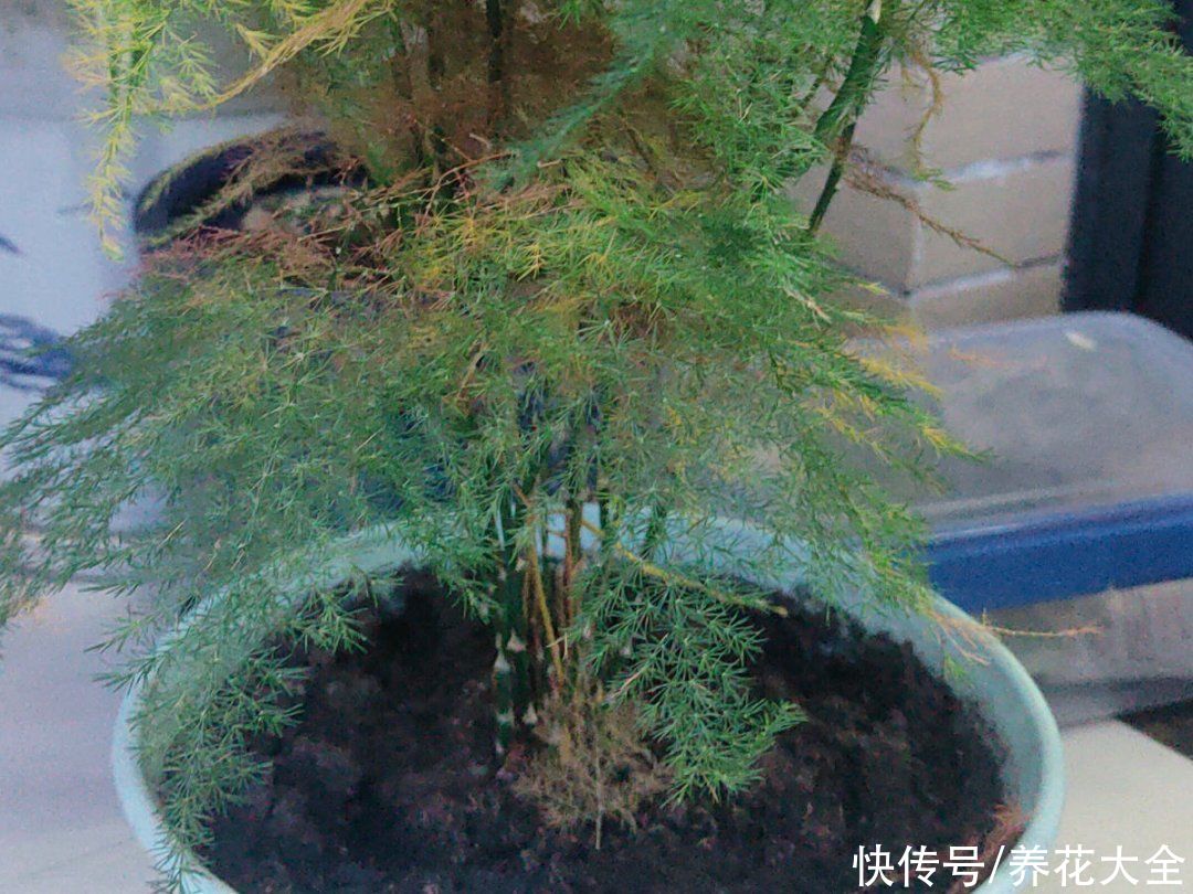 月季|养花“黑名单”实在太难养，心累