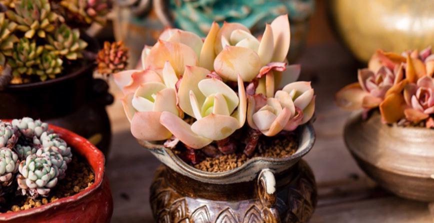 养多肉没掌握住这些技巧,状态会越来越差,新人切记