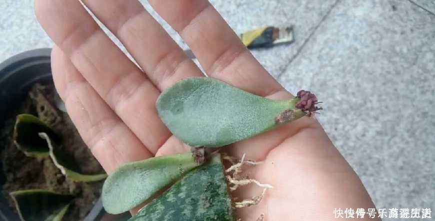 扦插|这3种花,再“便宜”都不要买了,只要一根“枝”,1盆变10盆