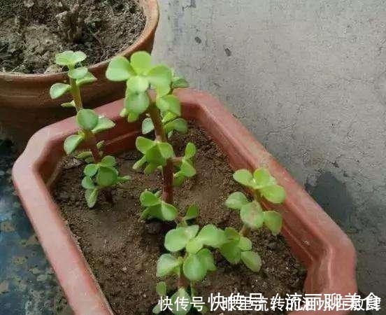 乱舞|金枝玉叶长的“狂魔乱舞”，剪几刀，秒变“悬崖桩”，烂根也不怕！