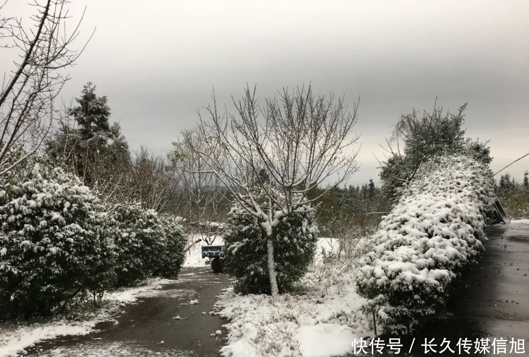 惊艳|惊艳！苍溪九龙山雪景美到cry！