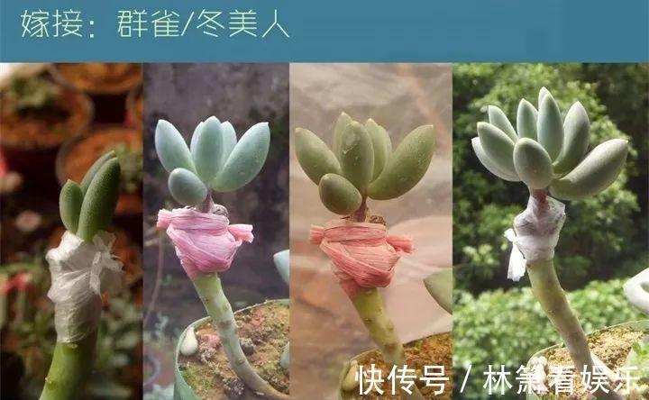 嫁接|多肉原来还能这么玩，嫁接方法很简单，轻松爆盆还好看！