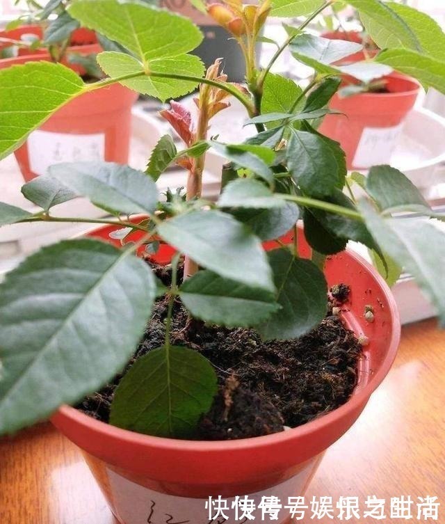 冠幅|想让月季冠幅快速变大，只要舍得，做好2点就行！