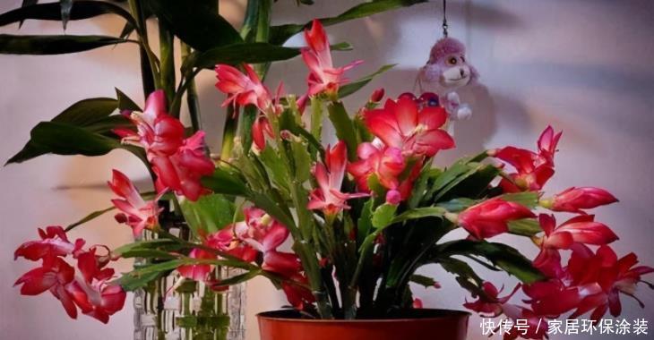 家庭养花选它制作肥料,了解做法,才能既省钱好用又没臭味