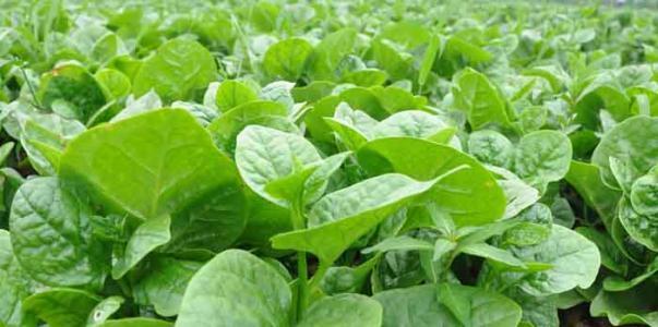 养肝护肝|农村到处都是宝,3种野菜,田边疯长,可以养肝护肝,提高免疫力