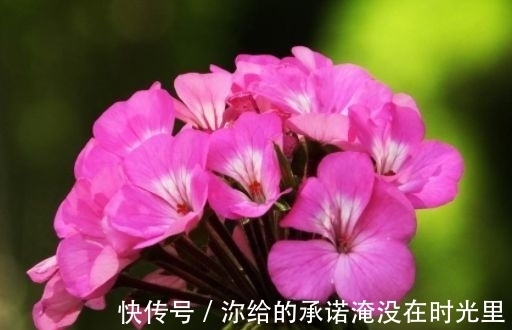 几种花漂亮又好养,比牡丹好看,花开香飘溢满屋,阳台变温馨花园