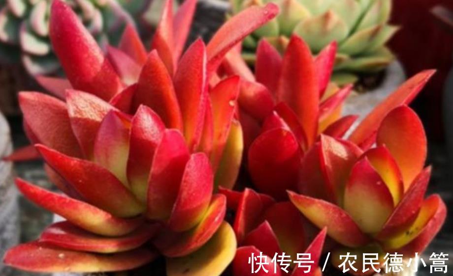 秋冬养多肉,满足4个要点,盆盆妖艳,普货也能养出好状态