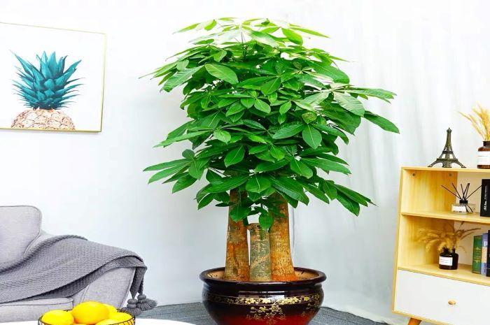 长寿花|天气冷,六种花要干养,少水多晒才健壮,养成老桩更旺家