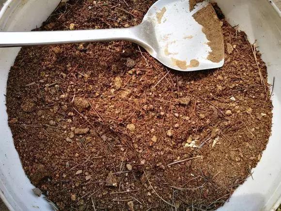 什么腐叶土、营养土,比不上“一窝煤”,养花不烂根,易爆盆!
