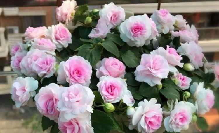 3种花人见人爱,插枝就能活,全年开花,漂亮又喜庆,室内也能养