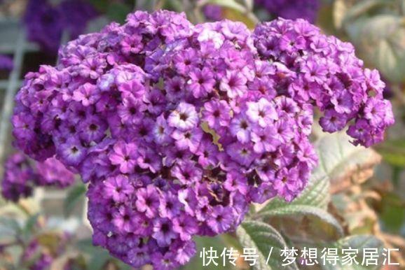 香水草|农历8月7日起,养花试试这几款,四季开花,开花艳长势旺