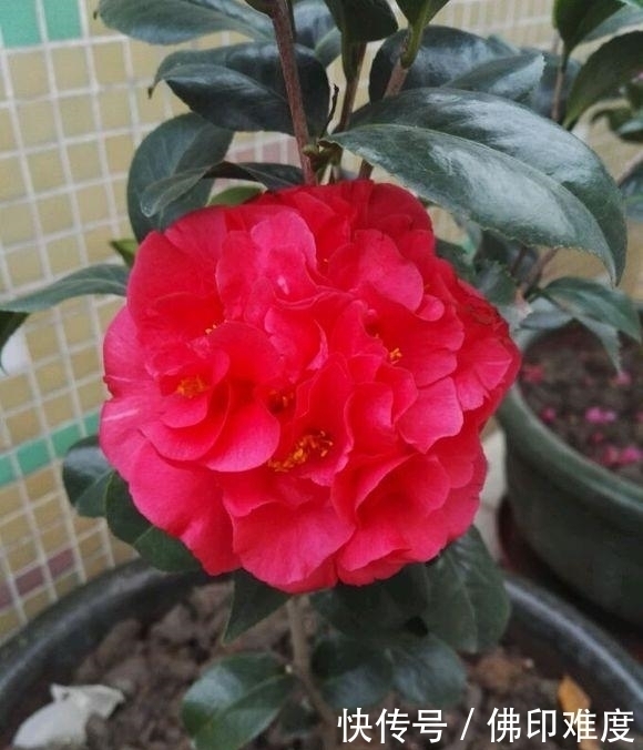 比香水还香的茶花珍品,花色艳,巨型花,长势旺,被誉为茶花之王