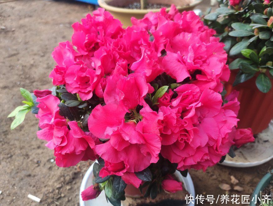 养花人都有的“迷惑行为”,只有爱花之人才懂,快看看你中了几条