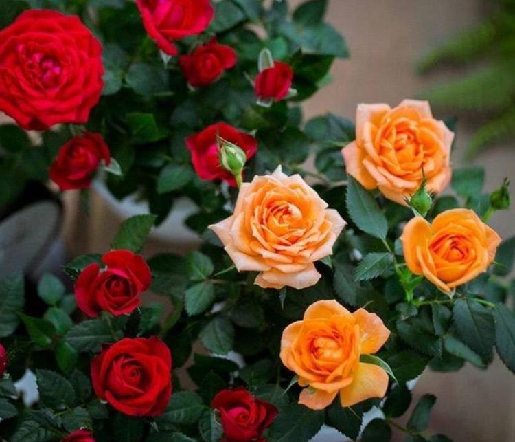 超好养的“4种花”,越不浇水越爆盆,越养越上瘾,你养了吗?