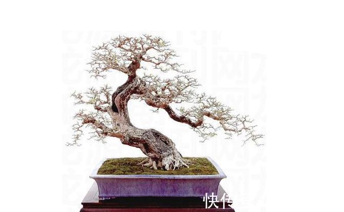 朴树肥水管理做好此几点，几个注意事项，枝繁叶绿