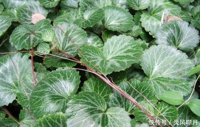 全株|隐藏在我们身边的美味：农村遍地都是的野菜！