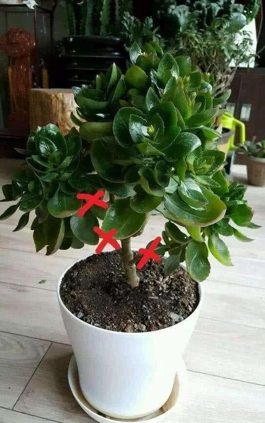 新买的长寿花丑的“不像样,学一招修剪,变成树形“小老桩”!