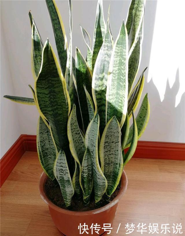 懂花的人都选5种花:“人养花、花养人”,盆盆都是精品