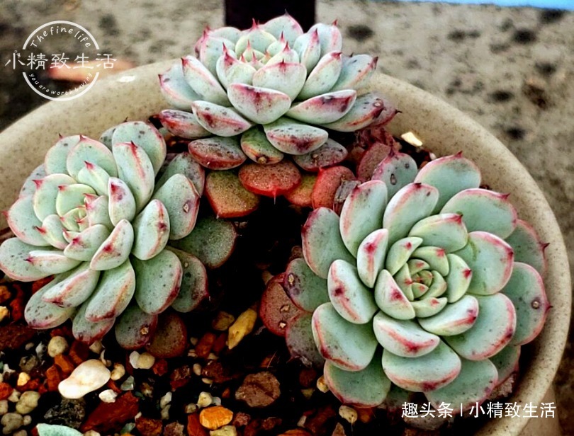 养多肉,土和水是基本,3种土不能用,6种水不能浇,记清楚了