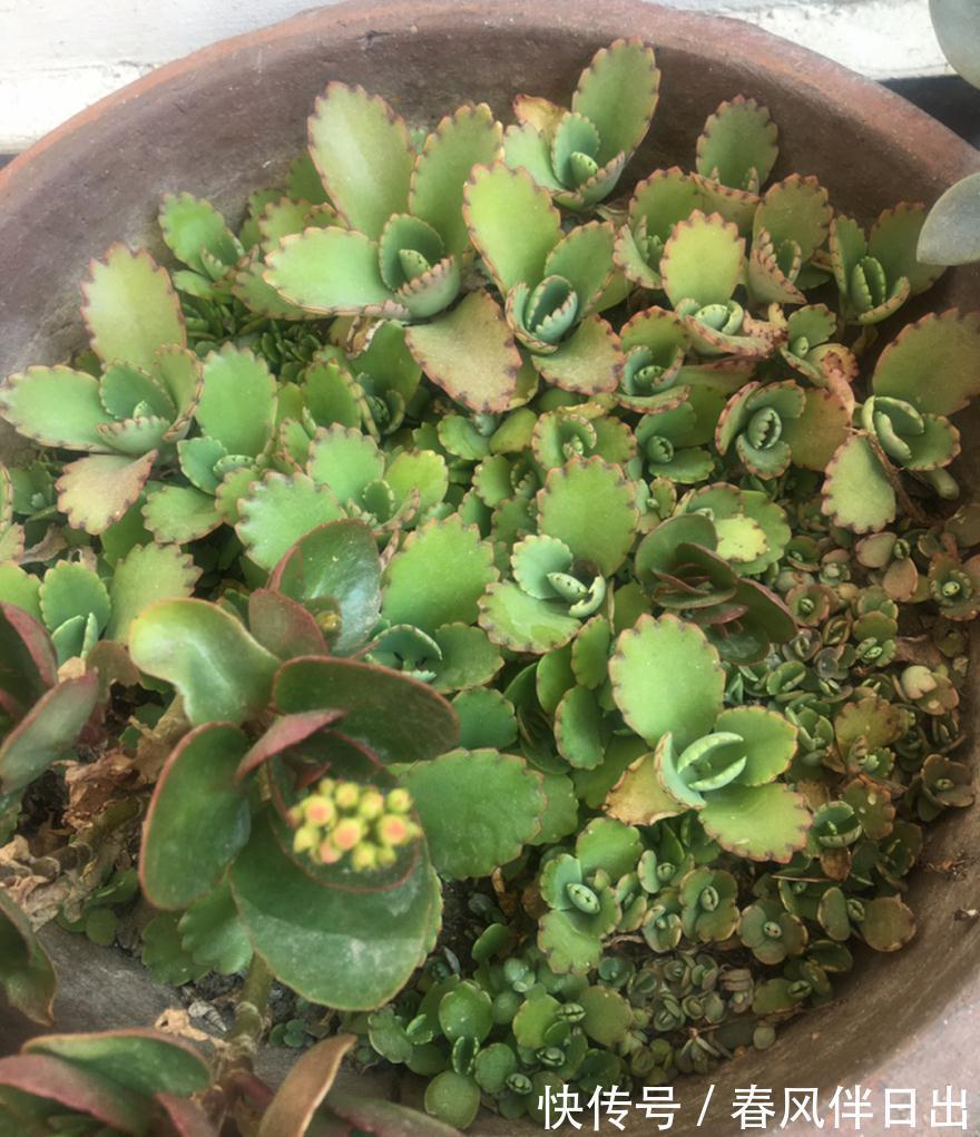 白檀|养到烦人的花，盆都不够用，扔掉还很心疼