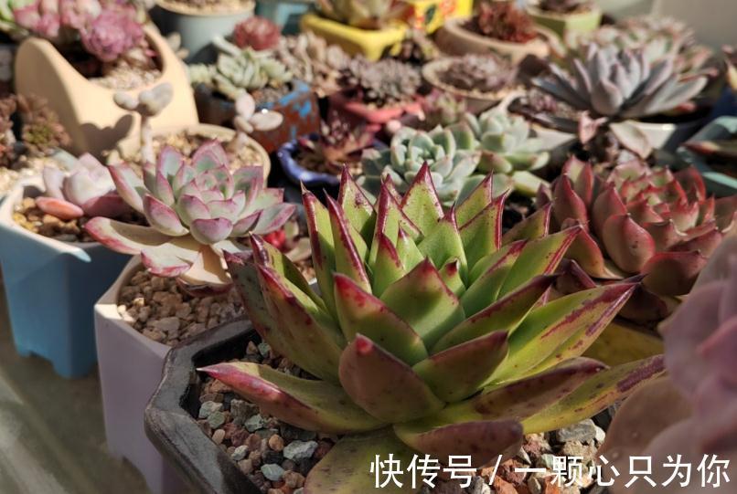 养这4种多肉,冬天“冻一冻”,上色、群生反而更容易