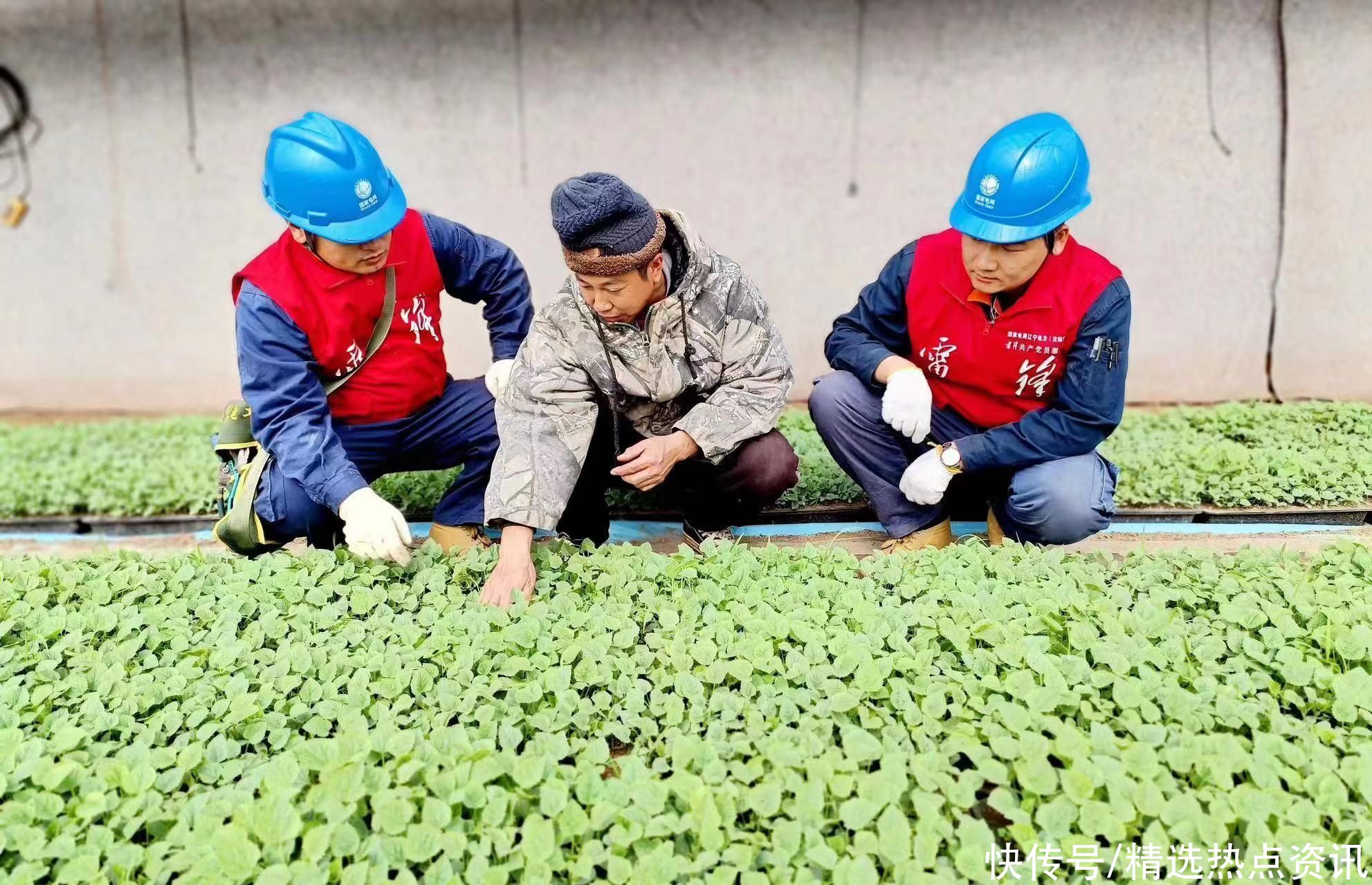 国网沈阳供电公司：春耕电力足 育好“致富苗”