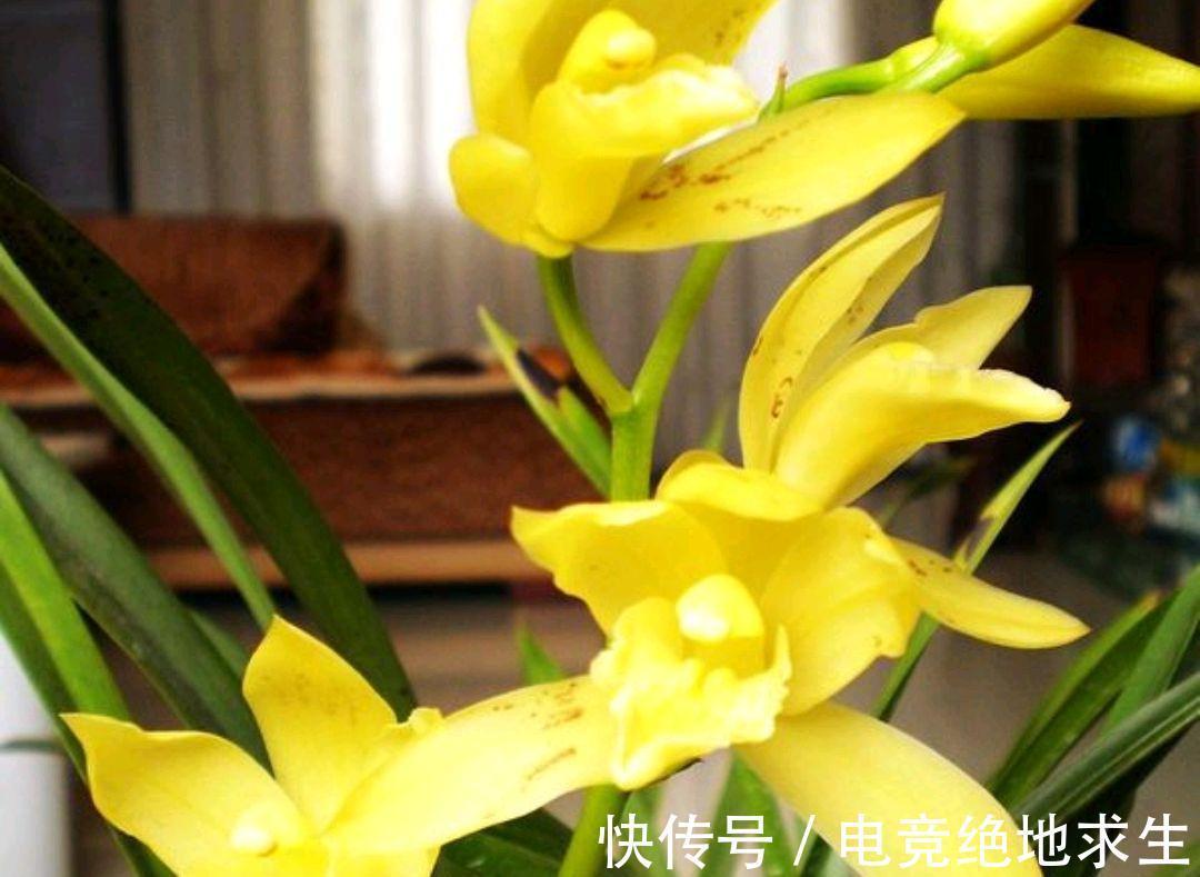 黄金小神童是何兰花,有何优点,该如何养护