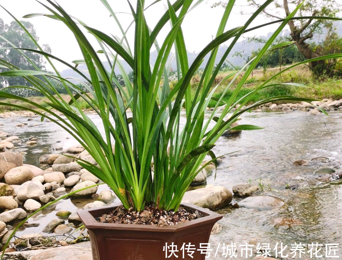 兰花真难养啊，十根九空，哪个环节出问题？